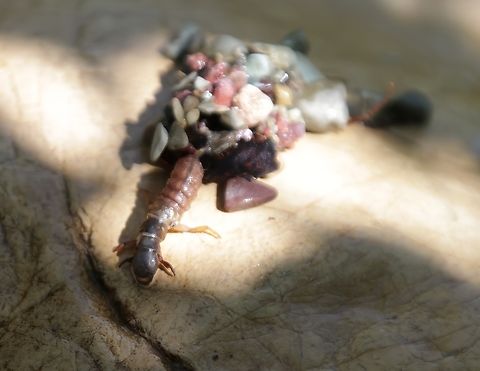 Possibly Northern Rocky Mountains Refugium Caddisfly or Rossiana montana Order Tricoptera Geotagged,Summer,Trichopteryx polycommata,Tricoptera,United States