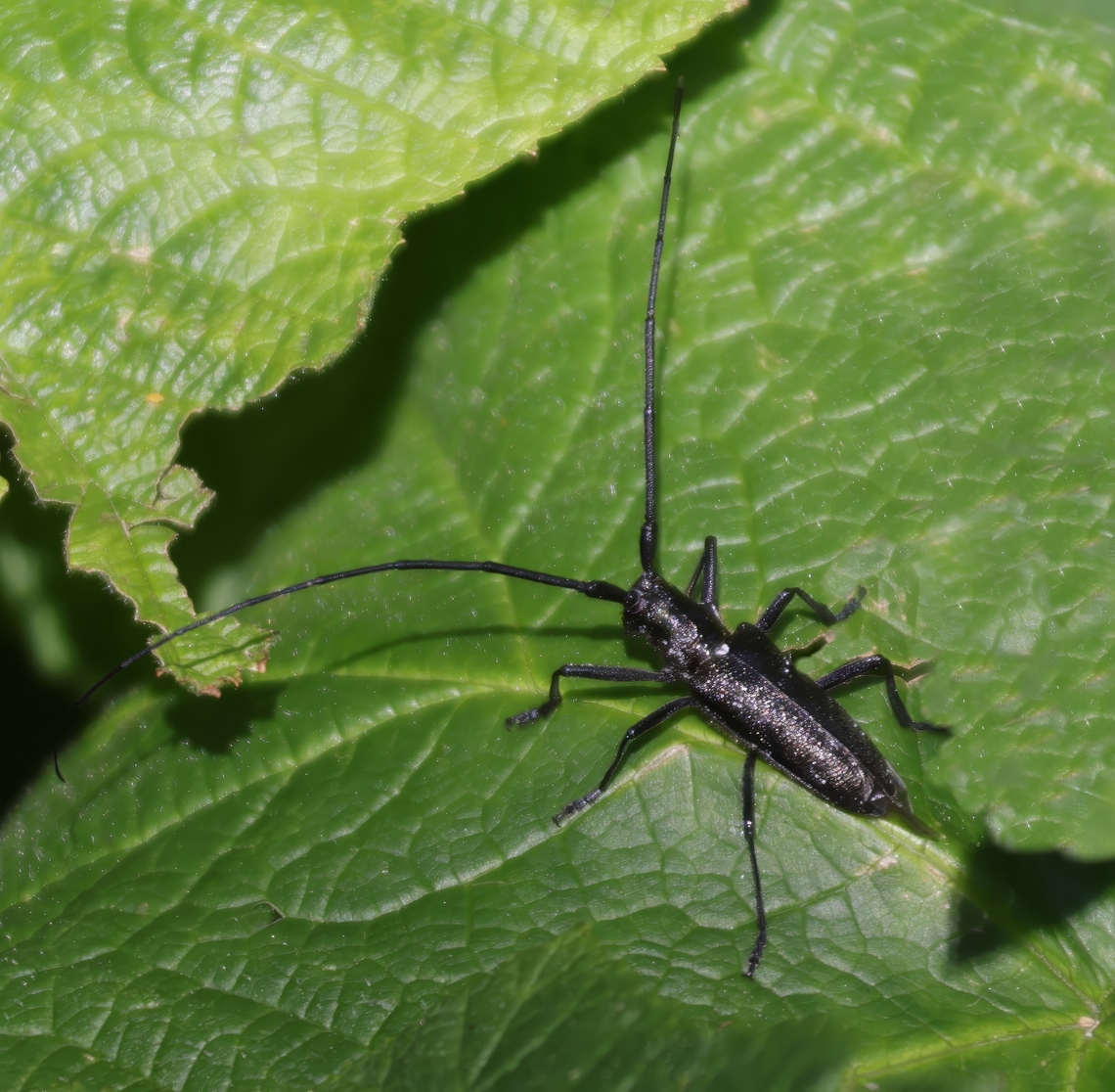 Whitespotted Sawyer or Monochamus scutellatus  Eagle Running Falls Montana. Geotagged,Monochamus scutellatus,Summer,United States,White-spotted Sawyer