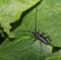Whitespotted Sawyer or Monochamus scutellatus  Eagle Running Falls Montana. Geotagged,Monochamus scutellatus,Summer,United States,White-spotted Sawyer