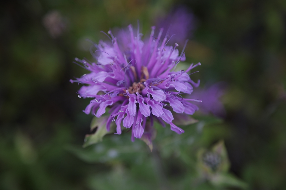 Wild Bergamot or Bee Balm (Monarda fistulosa)  Geotagged,Monarda fistulosa,Summer,United States,Wild bergamot