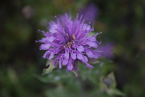 Wild Bergamot or Bee Balm (Monarda fistulosa)  Geotagged,Monarda fistulosa,Summer,United States,Wild bergamot