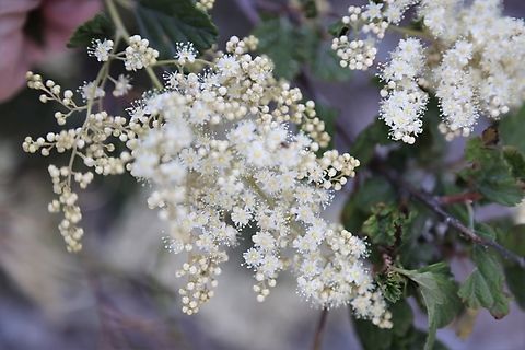 Oceanspray (Holodiscus discolor)  Geotagged,Holodiscus discolor,Ocean spray,Summer,United States