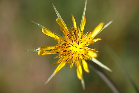 Western Yellow Salsify (Tragopogon dubius)  Geotagged,Summer,Tragopogon dubius,United States,Western salsify