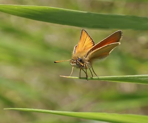 Small Skipper (Thymelicus sylvestris)  Geotagged,Small skipper,Summer,Thymelicus sylvestris,United States