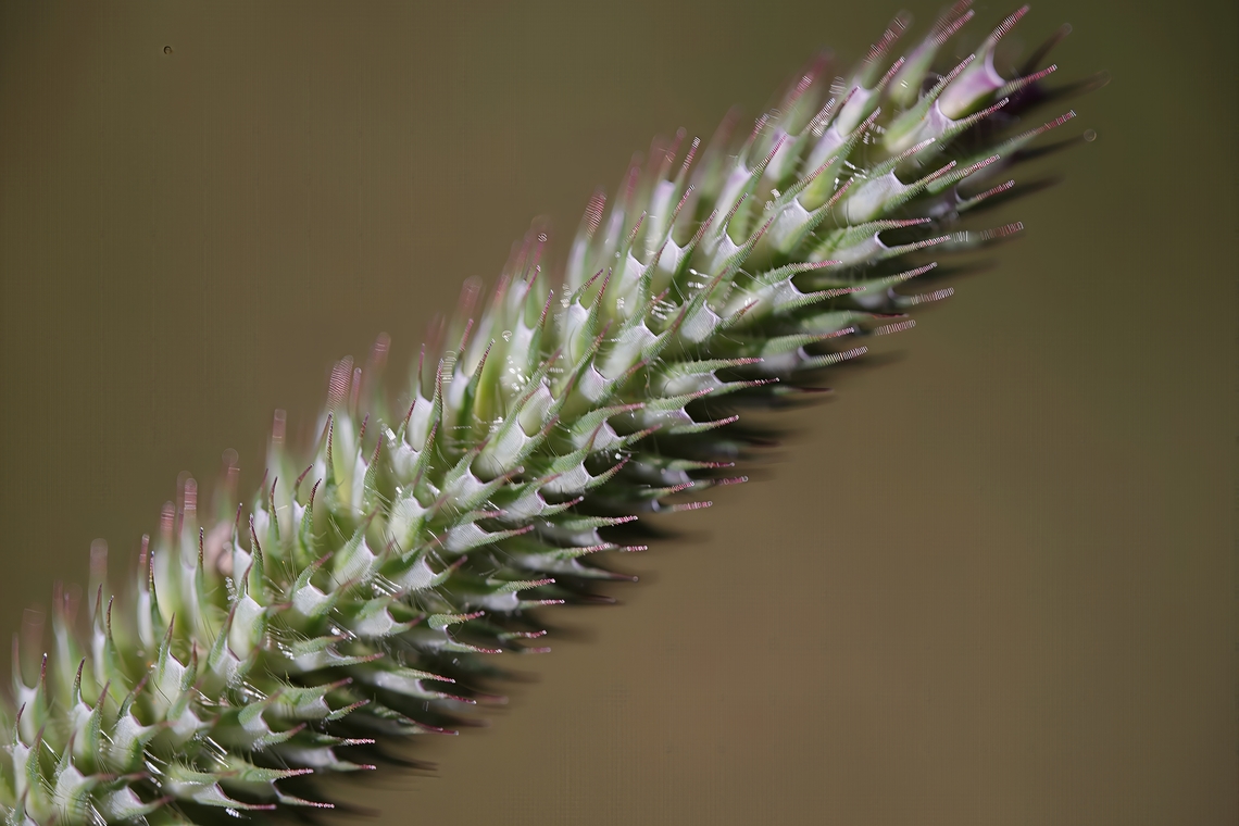 Mountain Timothy (Phleum alpinum)  Geotagged,Phleum alpinum,Phleum_alpinum,Summer,United States