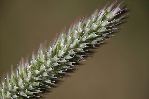 Mountain Timothy (Phleum alpinum)  Geotagged,Phleum alpinum,Phleum_alpinum,Summer,United States