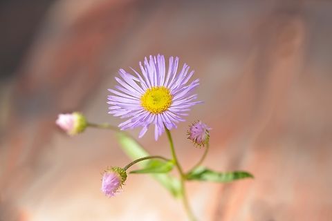 Aspen Fleabane (Erigeron specious)  Aspen Fleabane,Erigeron specious,Geotagged,Summer,United States