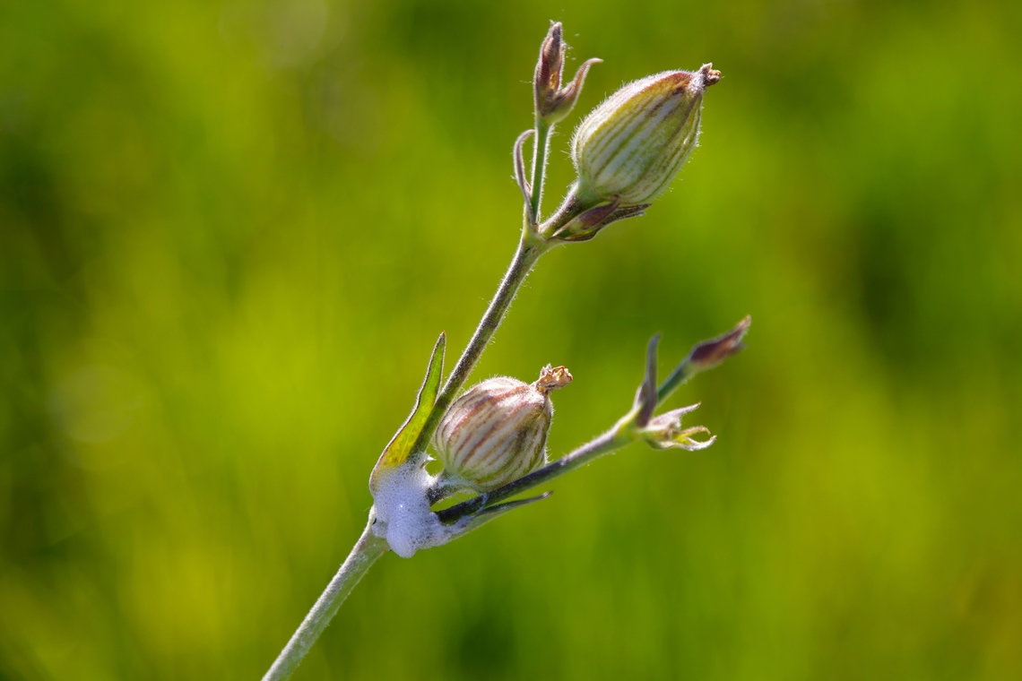 Night-flowering Catchfly (Silene noctiflora)  Geotagged,Silene noctiflora,Summer,United States