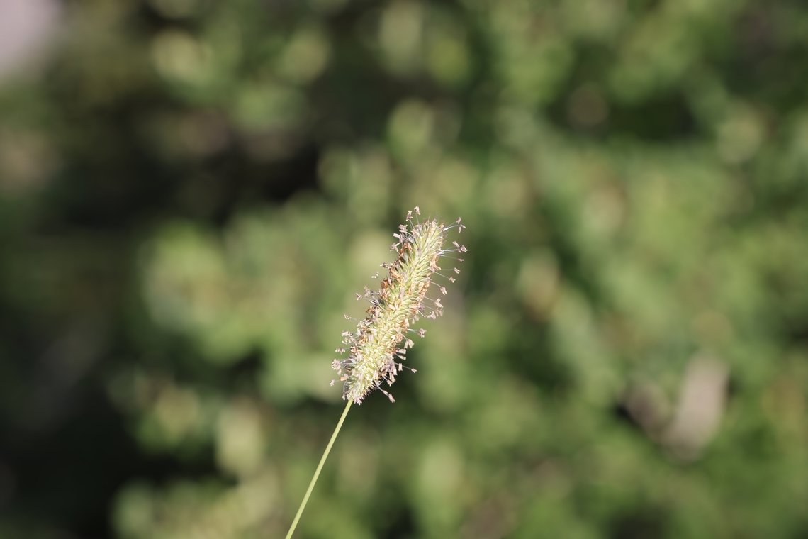 Yellow Foxtail or Setaria pratense  Geotagged,Setaria pumila,Setaria verticillata,Summer,United States,Yellow Foxtail