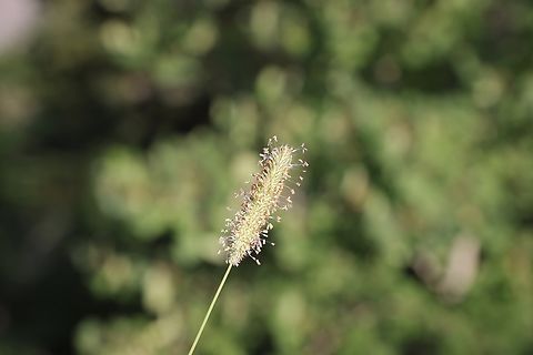 Yellow Foxtail or Setaria pratense  Geotagged,Setaria pumila,Setaria verticillata,Summer,United States,Yellow Foxtail