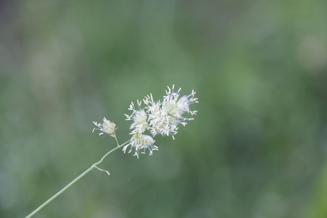 Cocksfoot Grass or Dactylis glomerata  Dactylis glomerata,Geotagged,Orchard Grass,Summer,United States