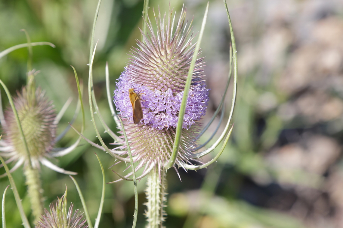 Teasel (Dipsacus fullonum) <figure class="photo"><a href="https://www.jungledragon.com/image/171209/teasel_dipsacus_fullonum.html" title="Teasel (Dipsacus fullonum)"><img src="https://s3.amazonaws.com/media.jungledragon.com/images/5803/171209_thumb.jpeg?AWSAccessKeyId=05GMT0V3GWVNE7GGM1R2&Expires=1763596810&Signature=zkLKvXNwGQCSOw7TzkJZD7HlzTY%3D" width="200" height="134" alt="Teasel (Dipsacus fullonum)  Dipsacus fullonum,Fullers Teasel,Geotagged,Summer,United States" /></a></figure> Dipsacus fullonum,Fullers Teasel,Geotagged,Summer,United States