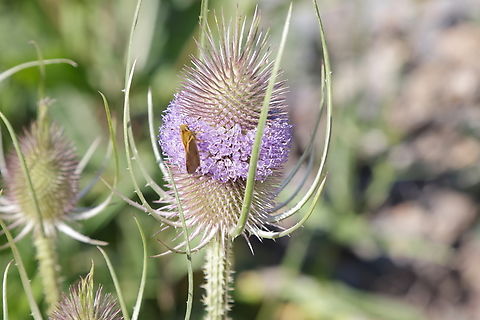 Teasel (Dipsacus fullonum) https://www.jungledragon.com/image/171209/teasel_dipsacus_fullonum.html Dipsacus fullonum,Fullers Teasel,Geotagged,Summer,United States