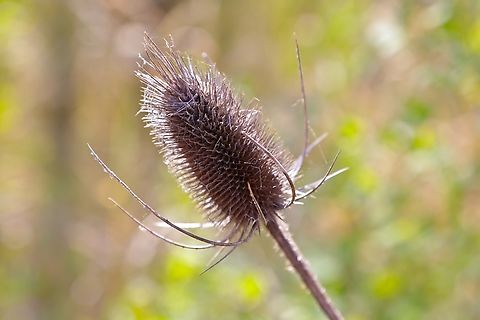 Teasel (Dipsacus fullonum)  Dipsacus fullonum,Fullers Teasel,Geotagged,Summer,United States