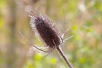 Teasel (Dipsacus fullonum) Dipsacus fullonum,Fullers Teasel,Geotagged,Summer,United States