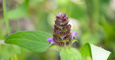 Common Selfheal (Prunella Vulgaris)  Common self-heal,Geotagged,Prunella vulgaris,United States