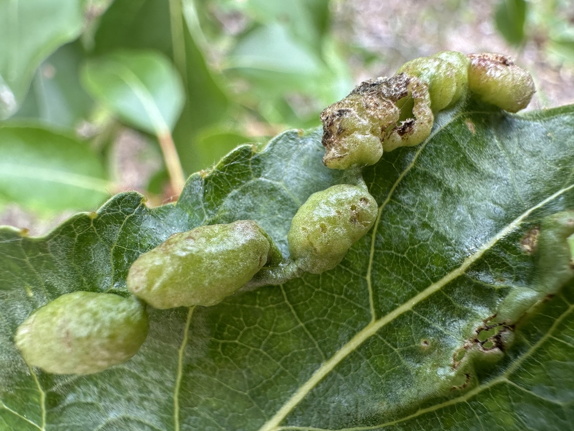 Plant Gall near Harrison, ID Most likely an Alder Bead Galls or Alder Vein Angle Galls, caused by eriophyid mites, specifically Eriophyes laevis or Eriophyes inangulis respectively, on an Alder (Alnus) tree Geotagged,Summer,United States