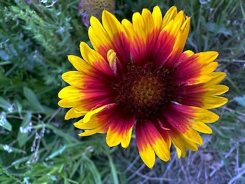 Indian Blanket Flower or Gaillardia pulchella  Gaillardia pulchella,Geotagged,Indian blanketflower,Summer,United States