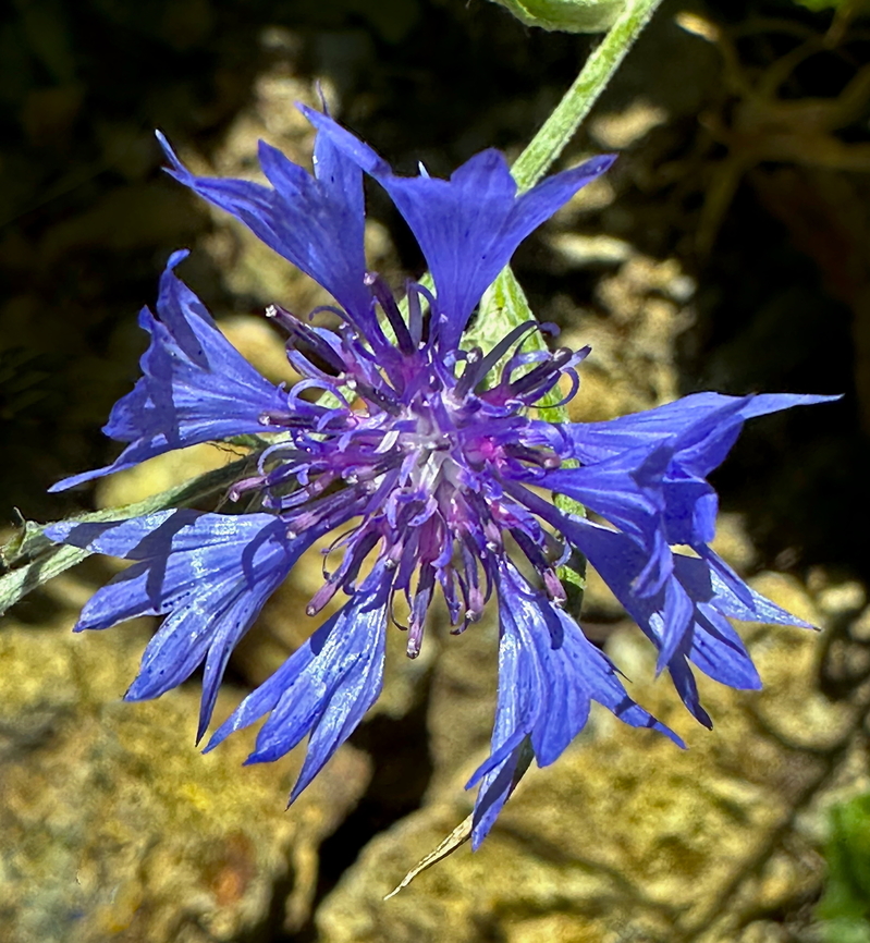 Cornflower or Centaurea cyanus Cornflowers symbolize hope, devotion, and love. They were worn by bachelors in their buttonholes to signal their availability for courtship, earning them the nickname &quot;Bachelor&#039;s Button&quot; Centaurea cyanus,Cornflower,Geotagged,Summer,United States