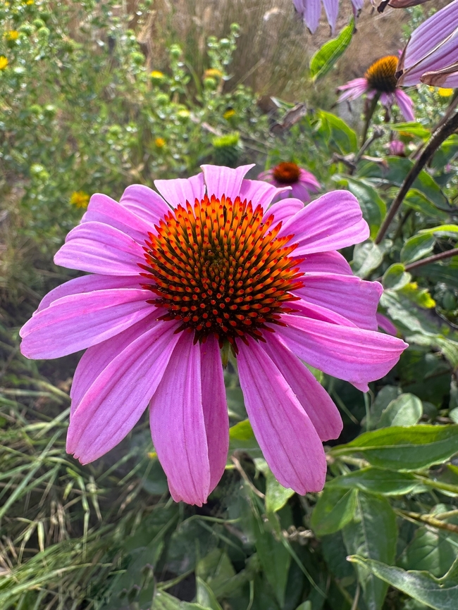Purple Coneflower or Echinacea purpurea  Echinacea purpurea,Geotagged,Purple Coneflower,Summer,United States