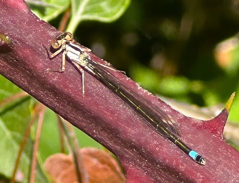 Pacific Forktail Damselfly  (Ischnura cervula)  Geotagged,Ischnura cervula,Pacific Forktail,Summer,United States