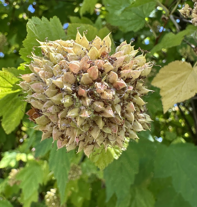 Ninebark seed pods (Physocarpus opulifolius)  Common Ninebark,Geotagged,Physocarpus opulifolius,Summer,United States