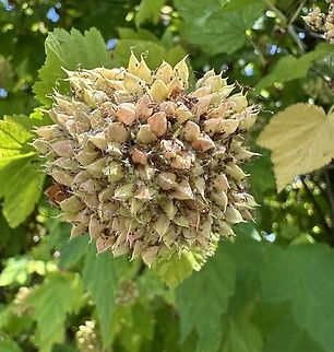 Ninebark seed pods (Physocarpus opulifolius)  Common Ninebark,Geotagged,Physocarpus opulifolius,Summer,United States