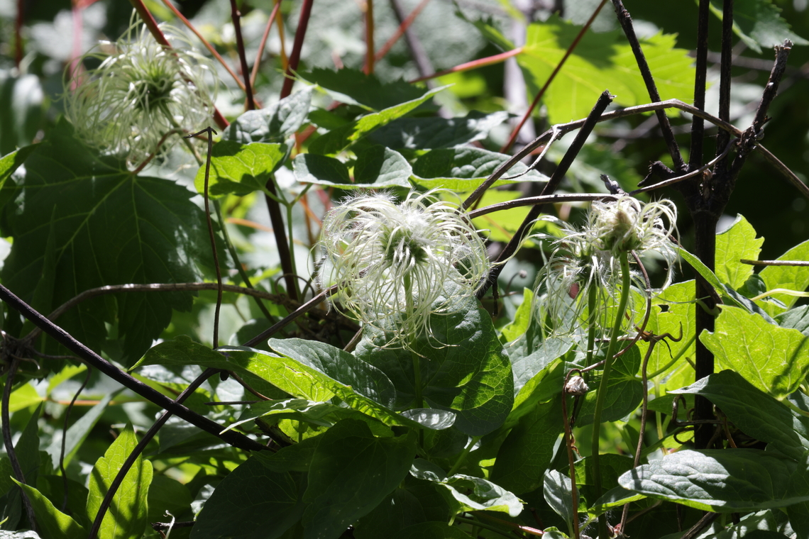 Western White Clemati or Clematis ligusticifolia  Clematis ligusticifolia,Geotagged,Summer,United States