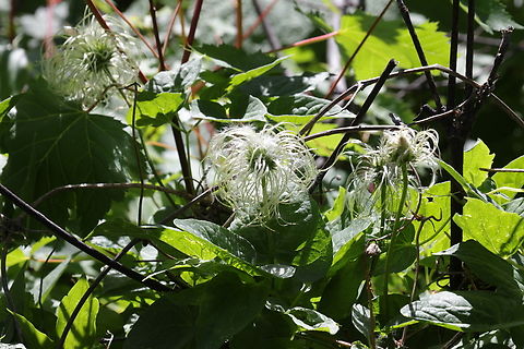 Western White Clemati or Clematis ligusticifolia 5N4A4347 Geotagged,Summer,United States