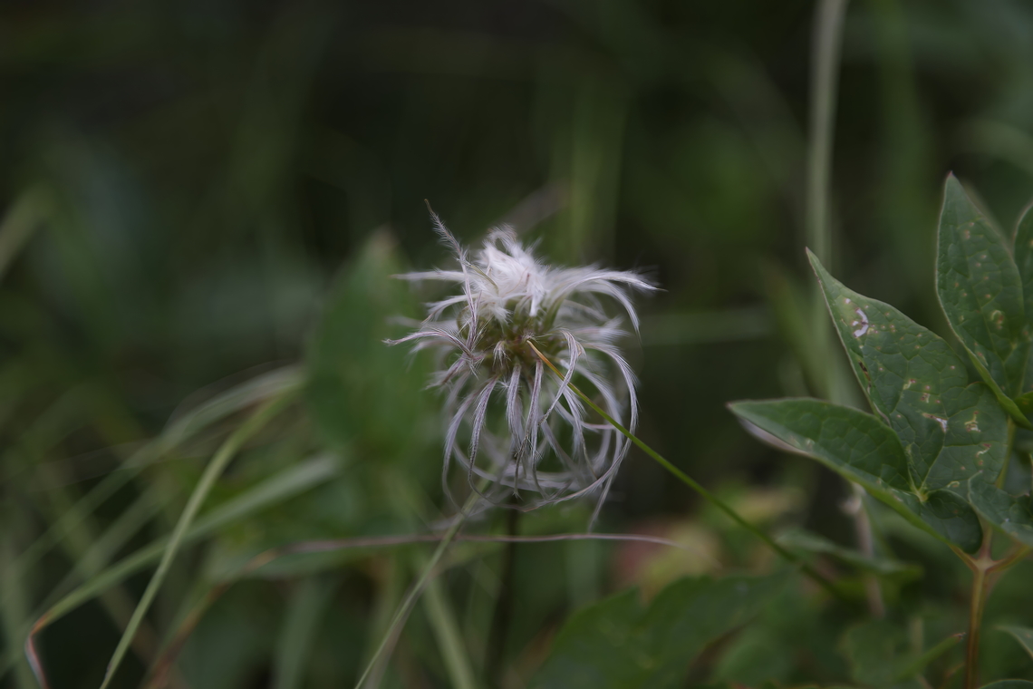 Western White Clematis or Clematis ligusticifolia  Clematis ligusticifolia,Geotagged,Summer,United States,Western White Clematis