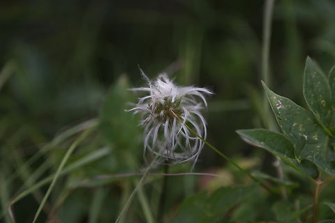 Western White Clematis or Clematis ligusticifolia  Clematis ligusticifolia,Geotagged,Summer,United States,Western White Clematis