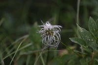 Western White Clematis or Clematis ligusticifolia https://www.jungledragon.com/image/171498/western_white_clemati_or_clematis_ligusticifolia.html Clematis ligusticifolia,Geotagged,Summer,United States,Western White Clematis