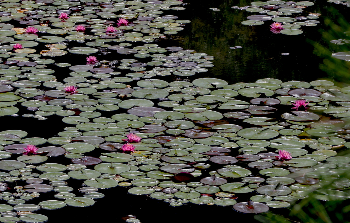 Water Lily (Nymphaea odorata) Is classified as a Class C noxious weed in the state due to its invasive nature. American White Waterlily,Geotagged,Nymphaea odorata,Summer,United States