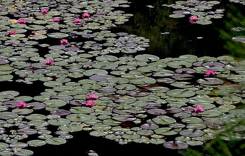 Water Lily (Nymphaea odorata) Is classified as a Class C noxious weed in the state due to its invasive nature. American White Waterlily,Geotagged,Nymphaea odorata,Summer,United States