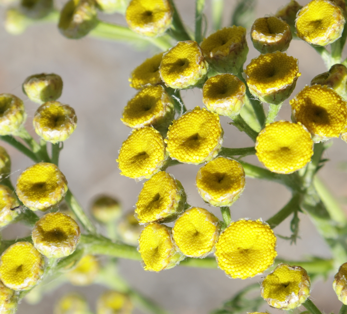 Common Tansy (Tanacetum vulgare)  Geotagged,Summer,Tanacetum vulgare,Tansy,United States