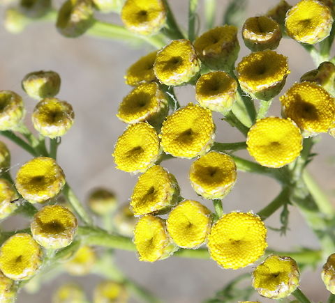 Common Tansy (Tanacetum vulgare)  Geotagged,Summer,Tanacetum vulgare,Tansy,United States