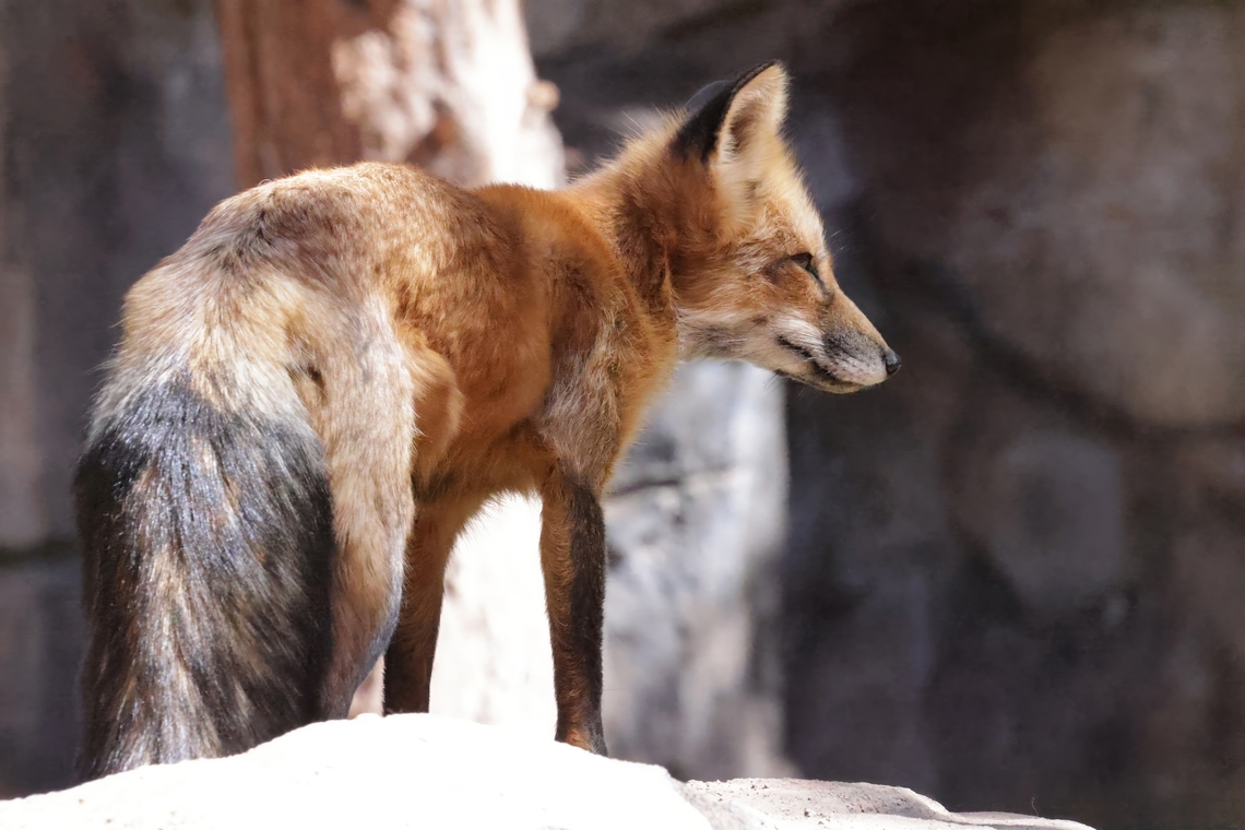 Red Fox (Vulpes vulpes)  Geotagged,Red Fox,Summer,United States,Vulpes vulpes
