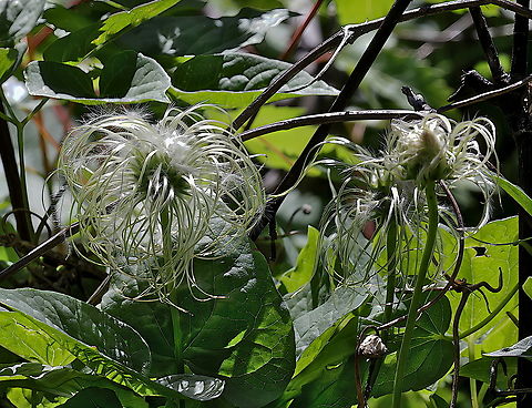 Western White Clemati or Clematis ligusticifolia  Clematis ligusticifolia,Geotagged,Summer,United States,Western White Clematis