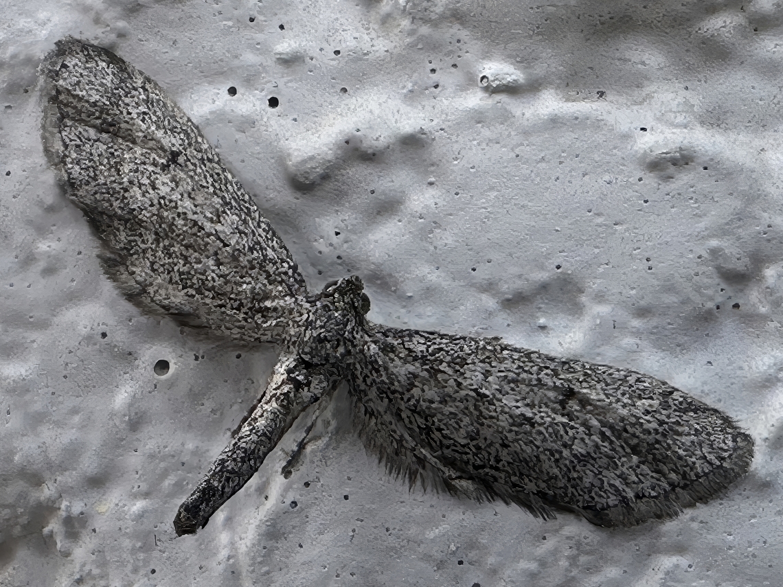 Pug Moth (Synglochis perumbraria) Very interesting moth. Geotagged,Synglochis perumbraria,United States,Winter