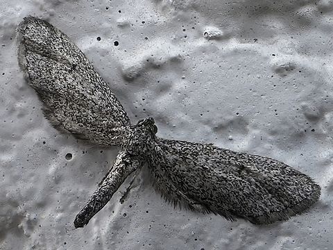 Pug Moth (Synglochis perumbraria) Very interesting moth. Geotagged,Synglochis perumbraria,United States,Winter