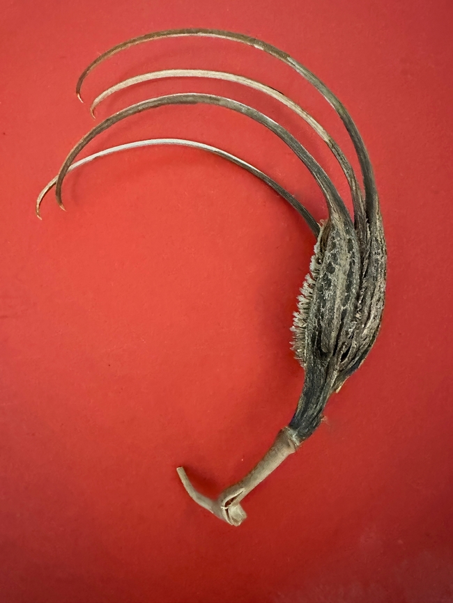 Devil's Claw (Proboscidea parviflora) It is dispersed by hooking onto animals as they pass by. They are tough as nails! Geotagged,Proboscidea  parviflora,Proboscidea parviflora,United States,Winter