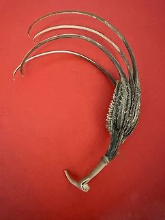 Devil's Claw (Proboscidea parviflora) It is dispersed by hooking onto animals as they pass by. They are tough as nails! Geotagged,Proboscidea  parviflora,Proboscidea parviflora,United States,Winter