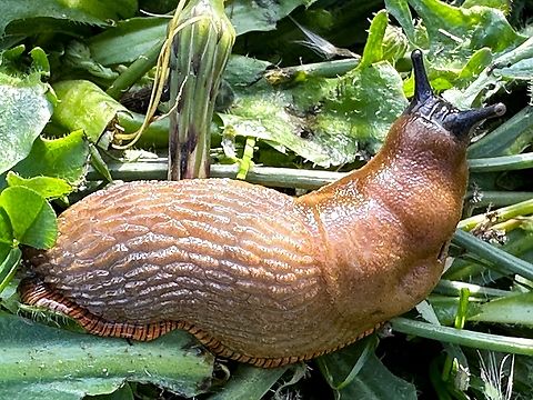 Spanish slug (Arion vulgaris)  Arion vulgaris,Fall,Geotagged,Spanish slug,United States