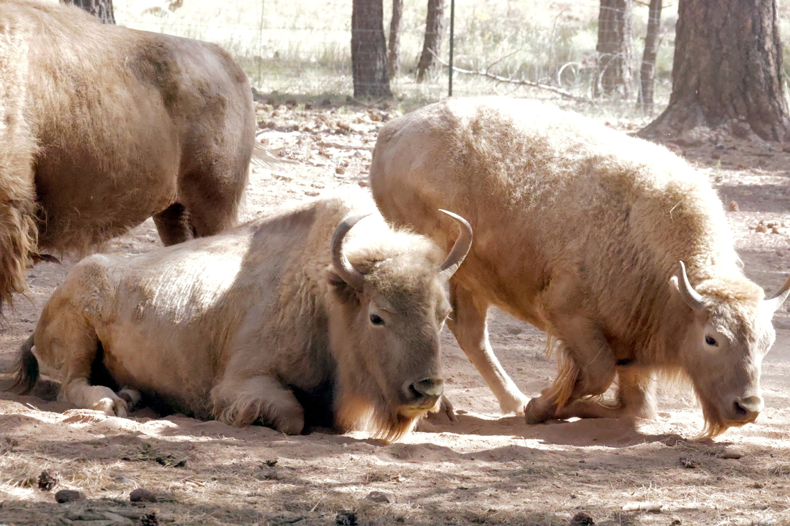 American White buffalo (Bison bison) True albino buffalo are very rare and are considered sacred by native Americans. Most White bison are not due to albinism but are often the result of hybridization (for example crossing with cattle breeds like Charolais) that produce the white coloration. Some say that bison and cattle can't breed because of nature and that beefalo is a fake because the DNA shows it's all beef!<br />
<br />
Yes &mdash; they can breed, but only with difficulty.<br />
American bison (Bison bison) and domestic cattle (Bos taurus) are different species but within the same biological family (Bovidae). Hybridization is possible, but the process is unreliable:<br />
<br />
Modern genetic testing does confirm that most American bison alive today carry trace cattle DNA, often around 1&ndash;2%, but sometimes higher. This is the result of those early rancher experiments, not natural hybridization in the wild.<br />
<br />
Many early attempts at crossbreeding (in the 1800s and early 1900s) produced infertile males and only occasionally fertile females. Ranchers in the late 1800s (especially Charles &ldquo;Buffalo&rdquo; Jones and others) created &ldquo;cattalo&rdquo; or &ldquo;beefalo&rdquo; by selective breeding &mdash; with limited success.<br />
<br />
A few isolated conservation herds &mdash; such as Yellowstone and Wind Cave National Park &mdash;  are considered genetically &ldquo;pure.&rdquo;<br />
<br />
The &ldquo;beefalo&rdquo; you see marketed for meat today are intentional hybrids, usually around 3/8 bison and 5/8 cattle by breeding standard, and are genetically confirmed hybrids. American bison,Bison bison,Geotagged,Summer,United States