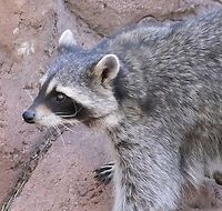 Racoon (Procyon lotor)  5N4A5040 Common Raccoon,Geotagged,Procyon lotor,Summer,United States