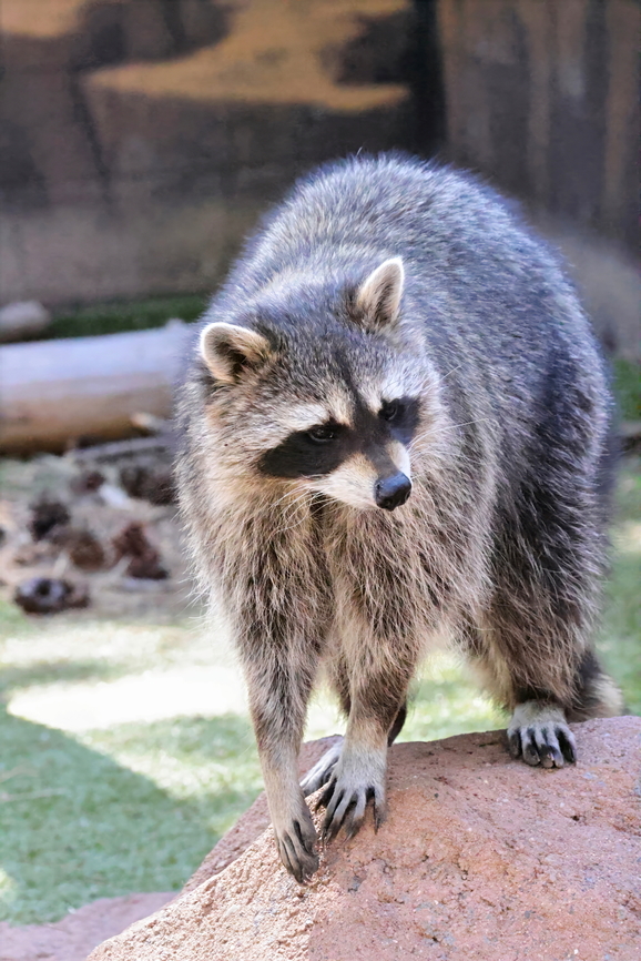 Racoon (Procyon lotor) <figure class="photo"><a href="https://www.jungledragon.com/image/171730/racoon_procyon_lotor.html" title="Racoon (Procyon lotor)"><img src="https://s3.amazonaws.com/media.jungledragon.com/images/5803/171730_thumb.jpeg?AWSAccessKeyId=05GMT0V3GWVNE7GGM1R2&Expires=1763596810&Signature=4ibtG1dZ60a3FLmoVIkFBZkfO%2BQ%3D" width="200" height="192" alt="Racoon (Procyon lotor)  5N4A5040 Common Raccoon,Geotagged,Procyon lotor,Summer,United States" /></a></figure><br />
 5N4A5052 Common Raccoon,Geotagged,Procyon lotor,Summer,United States