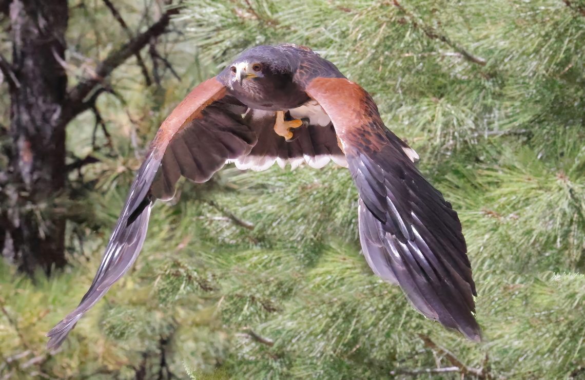 Harris's hawk (Parabuteo unicinctus)  Geotagged,Harris's hawk,Parabuteo unicinctus,Summer,United States