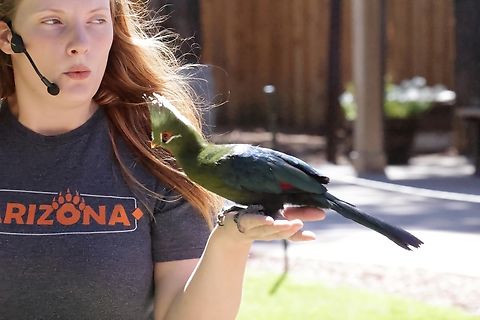 Livingstone's turaco (Tauraco livingstonii)  Geotagged,Livingstones Turaco,Summer,Tauraco livingstonii,United States