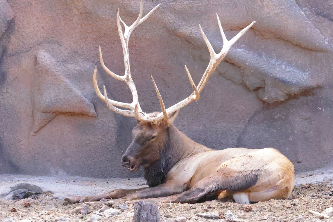 Rocky Mountain Elk (Cervus Canadensis Nelsoni) They can live up to 15 years. Bulls and weigh 900 lbs. and cows up to 500 lbs.<br />
You never want to hit on with your car because their body is just about the same height as your front windshield and it can literally end up on your lap. Cervus canadensis nelsoni,Geotagged,Rocky Mountain Elk,Summer,United States
