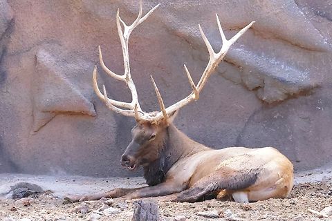Rocky Mountain Elk (Cervus Canadensis Nelsoni) They can live up to 15 years. Bulls and weigh 900 lbs. and cows up to 500 lbs.
You never want to hit on with your car because their body is just about the same height as your front windshield and it can literally end up on your lap. Cervus canadensis nelsoni,Geotagged,Rocky Mountain Elk,Summer,United States